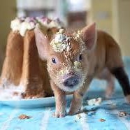 cochon mignon