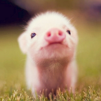 Cochon mignon