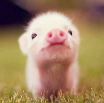 Cochon mignon