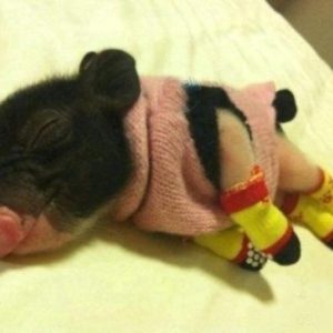 cochon mignon