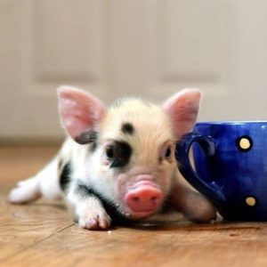 cochon mignon