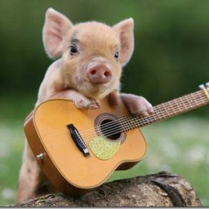 cochon mignon