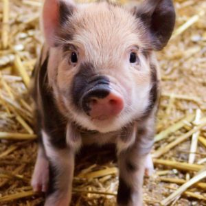 cochon mignon