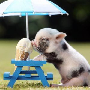 cochon mignon