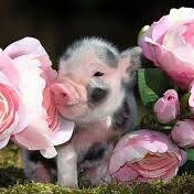 cochon mignon