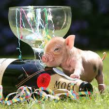 cochon mignon