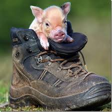 cochon mignon