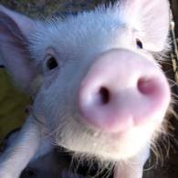 cochon mignon