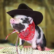 cochon mignon