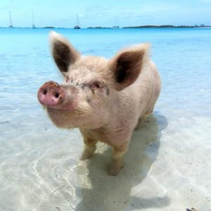 cochon mignon en vacance