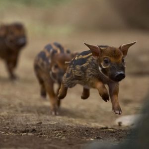 Cochons mignons qui courent