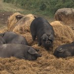 Où trouver du bon cochon ?