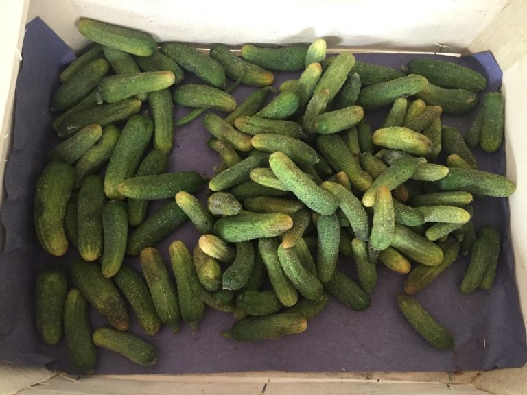 Recette des Cornichons Maison Le Blog Saucisson